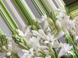augmented_Polianthes tuberosa flower2_0_4186.jpeg